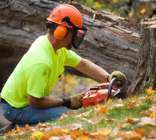 tree services Vandercook Lake